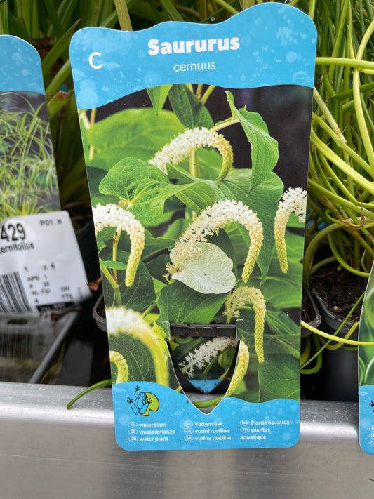 Bilde av Saururus cernuus-Spanne Plantesalg