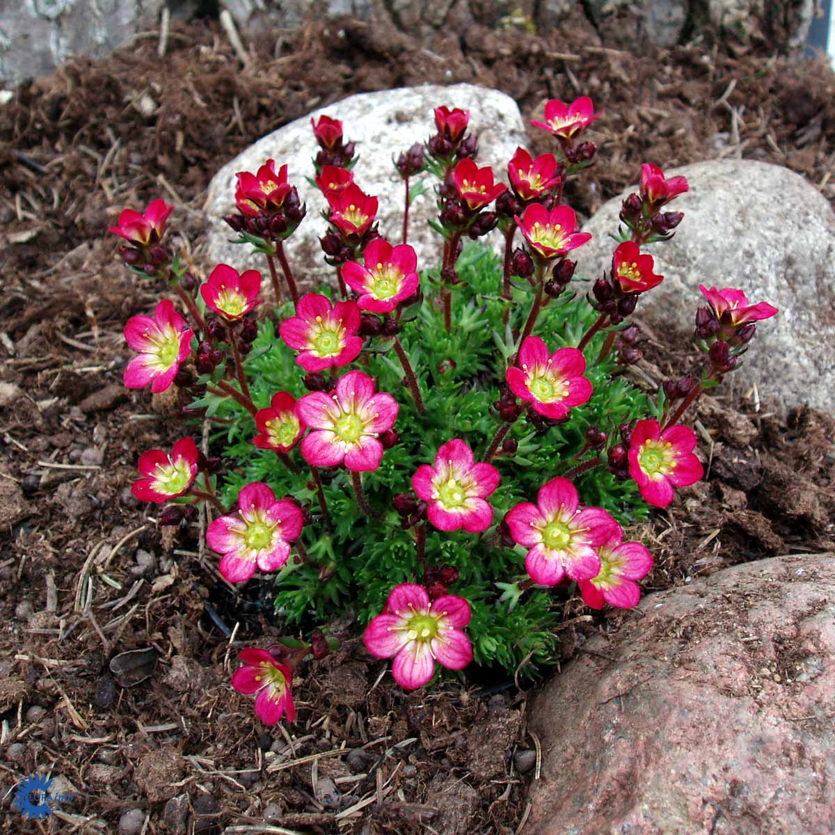 Bilde av Saxifraga (A) 'Peter Pan'-Spanne Plantesalg