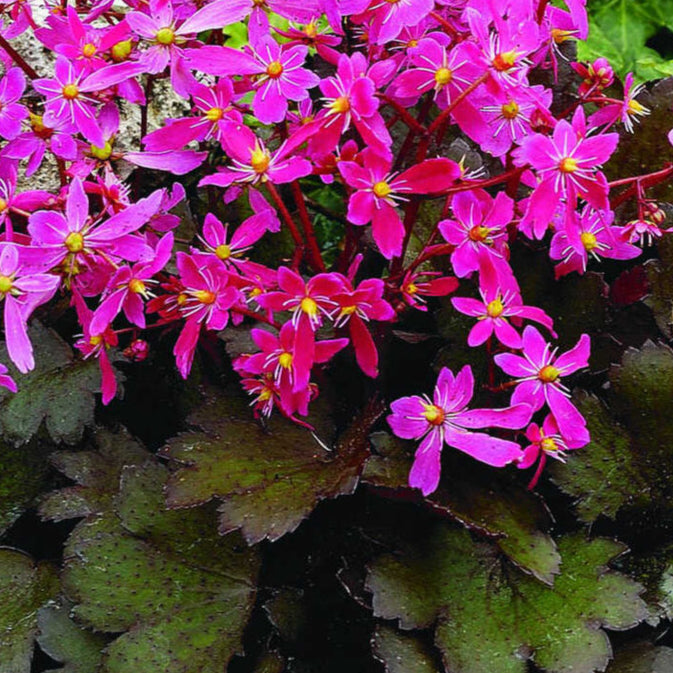 Bilde av Saxifraga c. 'Black Ruby'-Spanne Plantesalg