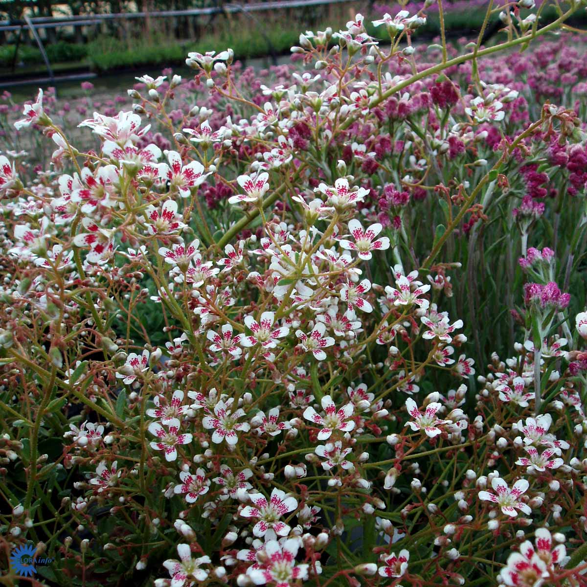 Bilde av Saxifraga cot. 'Southside Seedling'-Spanne Plantesalg