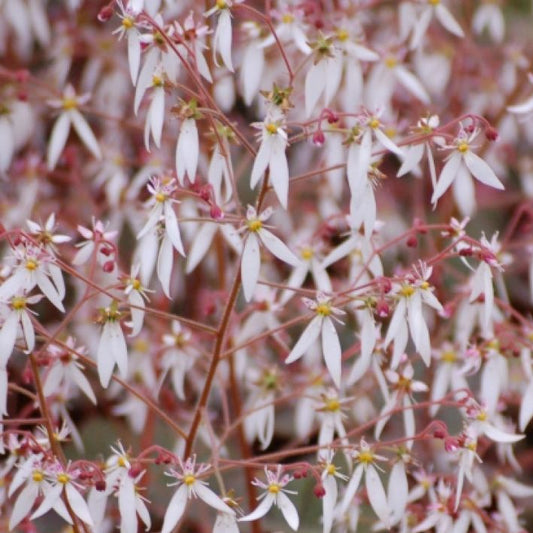 Bilde av Saxifraga stol. 'Cuscutiformis'-Spanne Plantesalg