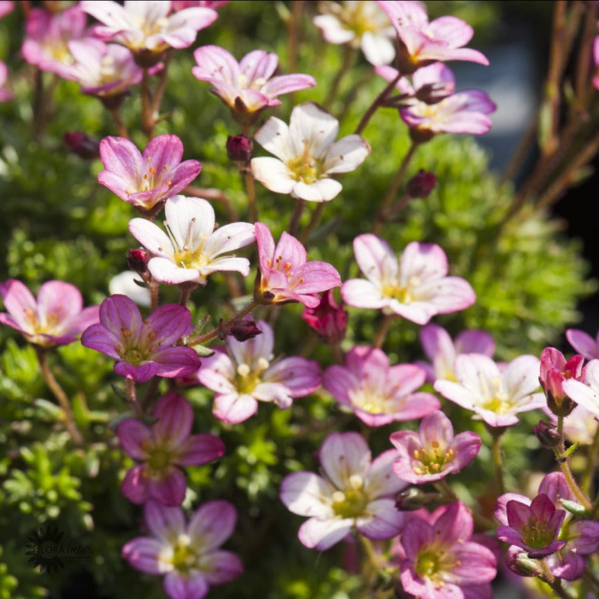 Bilde av Saxifraga 'Pixie'-Spanne Plantesalg