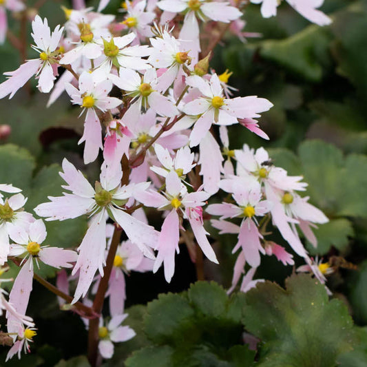 Bilde av Saxifraga 'Sibyll Trelawney'-Spanne Plantesalg
