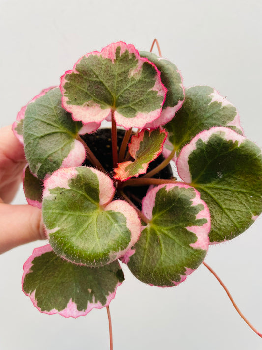 Bilde av Saxifraga ‘Tricolor’-Spanne Plantesalg