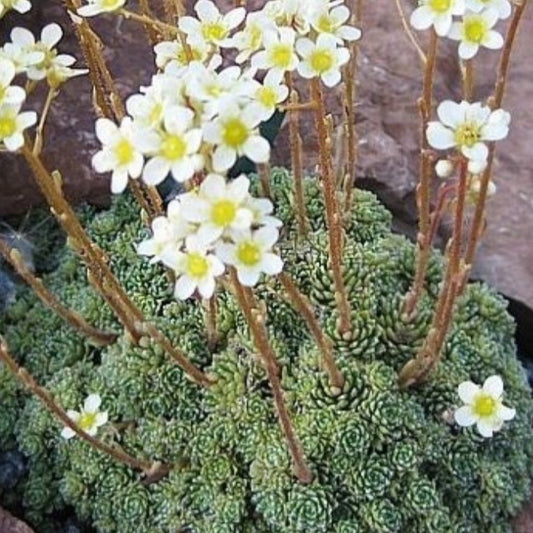 Bilde av Saxifraga paniculata aizoon-Spanne Plantesalg