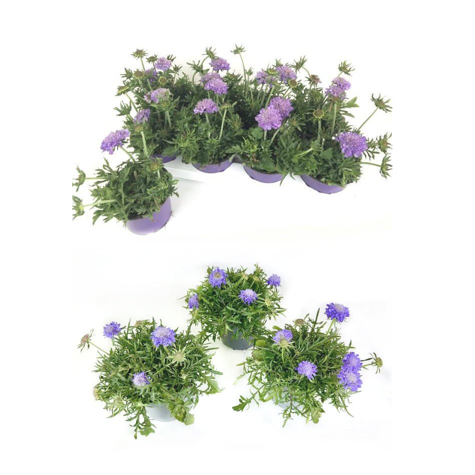 Bilde av Scabiosa columbari-Spanne Plantesalg