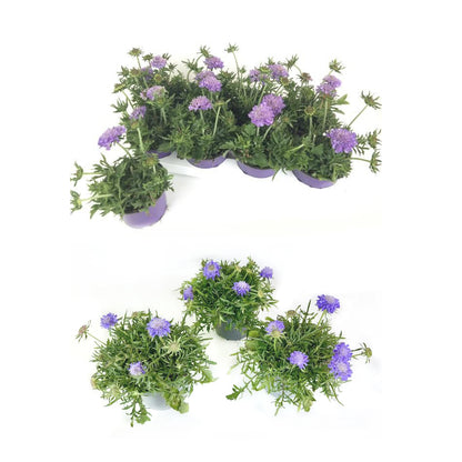 Bilde av Scabiosa columbari-Spanne Plantesalg