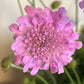 Bilde av SCABIOSA COLUMBARIA KUDO PINK-Spanne Plantesalg