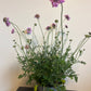 Bilde av SCABIOSA COLUMBARIA KUDO PINK-Spanne Plantesalg