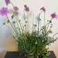 Bilde av SCABIOSA COLUMBARIA KUDO PINK-Spanne Plantesalg