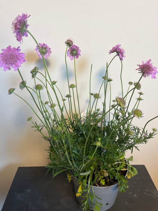 Bilde av SCABIOSA COLUMBARIA KUDO PINK-Spanne Plantesalg