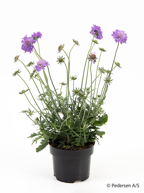 Bilde av SCABIOSA COLUMBARIA 'MARIPOSA'-Spanne Plantesalg