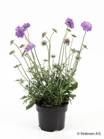 Bilde av SCABIOSA COLUMBARIA 'MARIPOSA'-Spanne Plantesalg