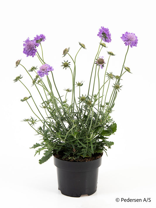 Bilde av SCABIOSA COLUMBARIA 'MARIPOSA'-Spanne Plantesalg