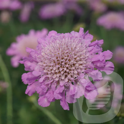 Bilde av Scabiosa Columbaria Pink Mist-Spanne Plantesalg
