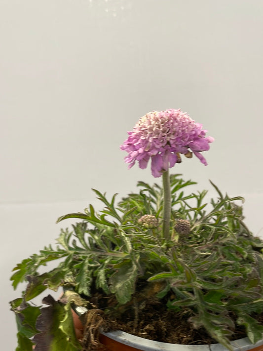Bilde av Scabiosa Col. Pink Mist-Spanne Plantesalg