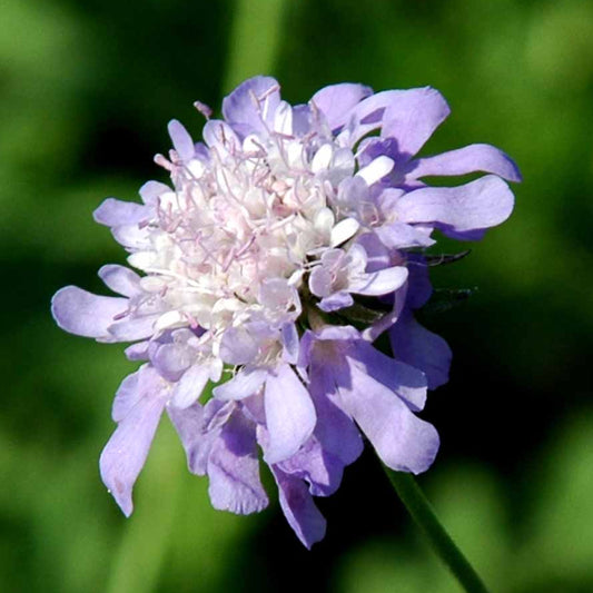 Bilde av Scabiosa japonica alpina-Spanne Plantesalg