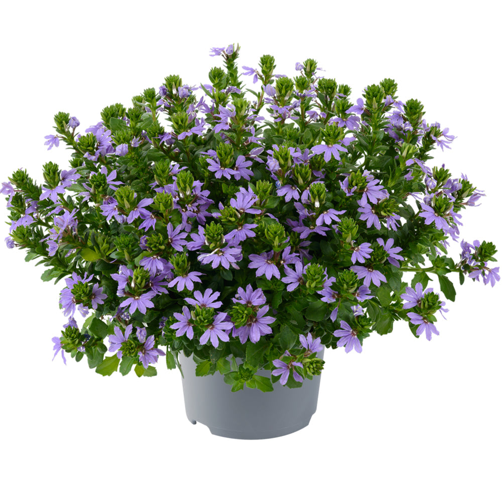 Bilde av Scaevola aemula Fancy Blue 3 st-Spanne Plantesalg