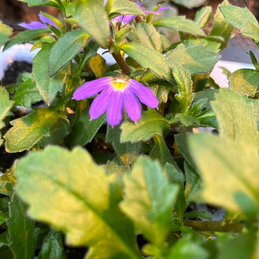 Bilde av Scaevola aemula Fancy Violet-Spanne Plantesalg