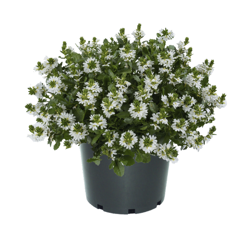 Bilde av Scaevola aemula Fancy White 3 st-Spanne Plantesalg