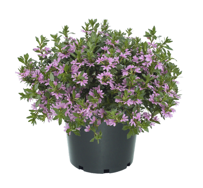 Bilde av Scaevola aemula Fancy Pink Impr. , 2 For 79,90-Spanne Plantesalg