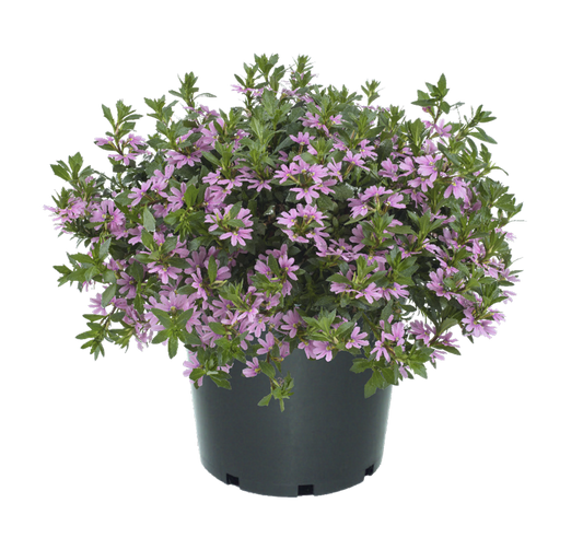 Bilde av Scaevola aemula Fancy Pink Impr. , 2 For 79,90-Spanne Plantesalg