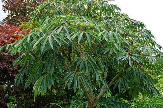 Bilde av Schefflera taiwaniana-Spanne Plantesalg