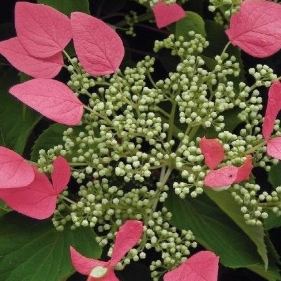 Bilde av Hydrangea anomala 'Crug Coral'-Spanne Plantesalg