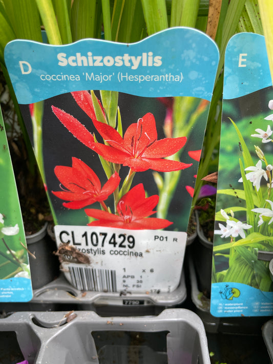 Bilde av Schizostylis coccinea 'Major' major-Spanne Plantesalg