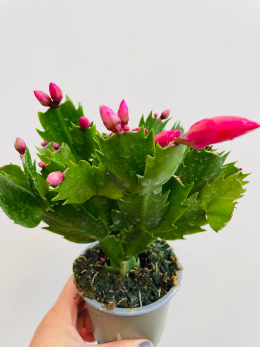 Bilde av Schlumbergera ‘Julekaktus’-Spanne Plantesalg