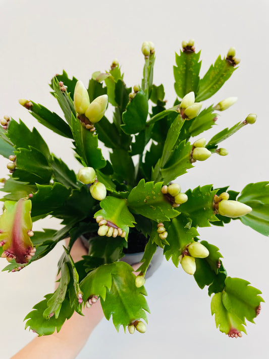 Bilde av Schlumbergera ‘Malissa’-Spanne Plantesalg