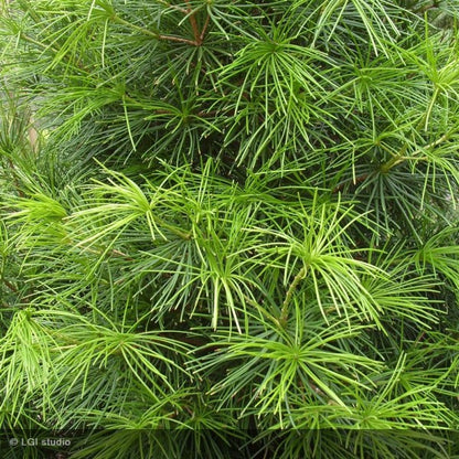 Bilde av Sciadopitys verticillata C5-Spanne Plantesalg