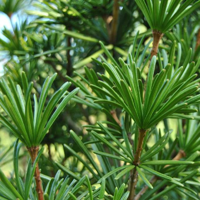 Bilde av SCIADOPITYS VERTICILLATA-Spanne Plantesalg