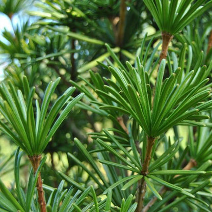 Bilde av SCIADOPITYS VERTICILLATA-Spanne Plantesalg