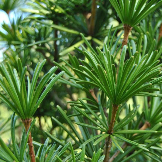 Bilde av SCIADOPITYS VERTICILLATA-Spanne Plantesalg