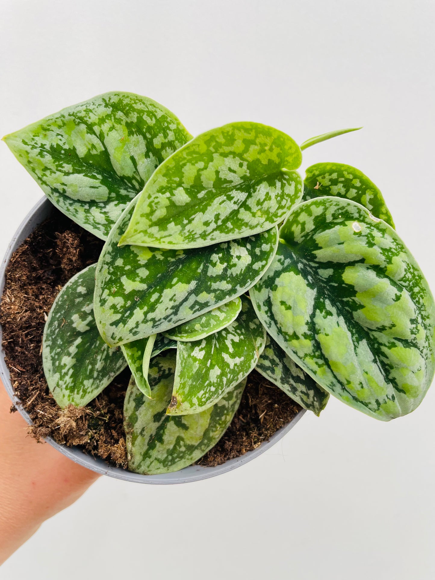 Scindapsus pictus ‘Tricolor Silver’