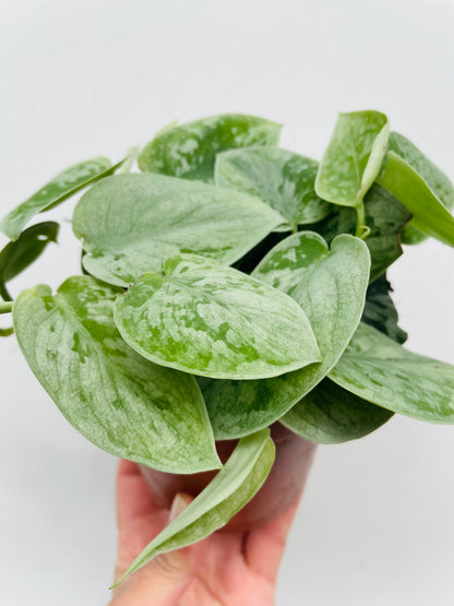 Bilde av Scindapsus ‘Silvery Ann’-Spanne Plantesalg
