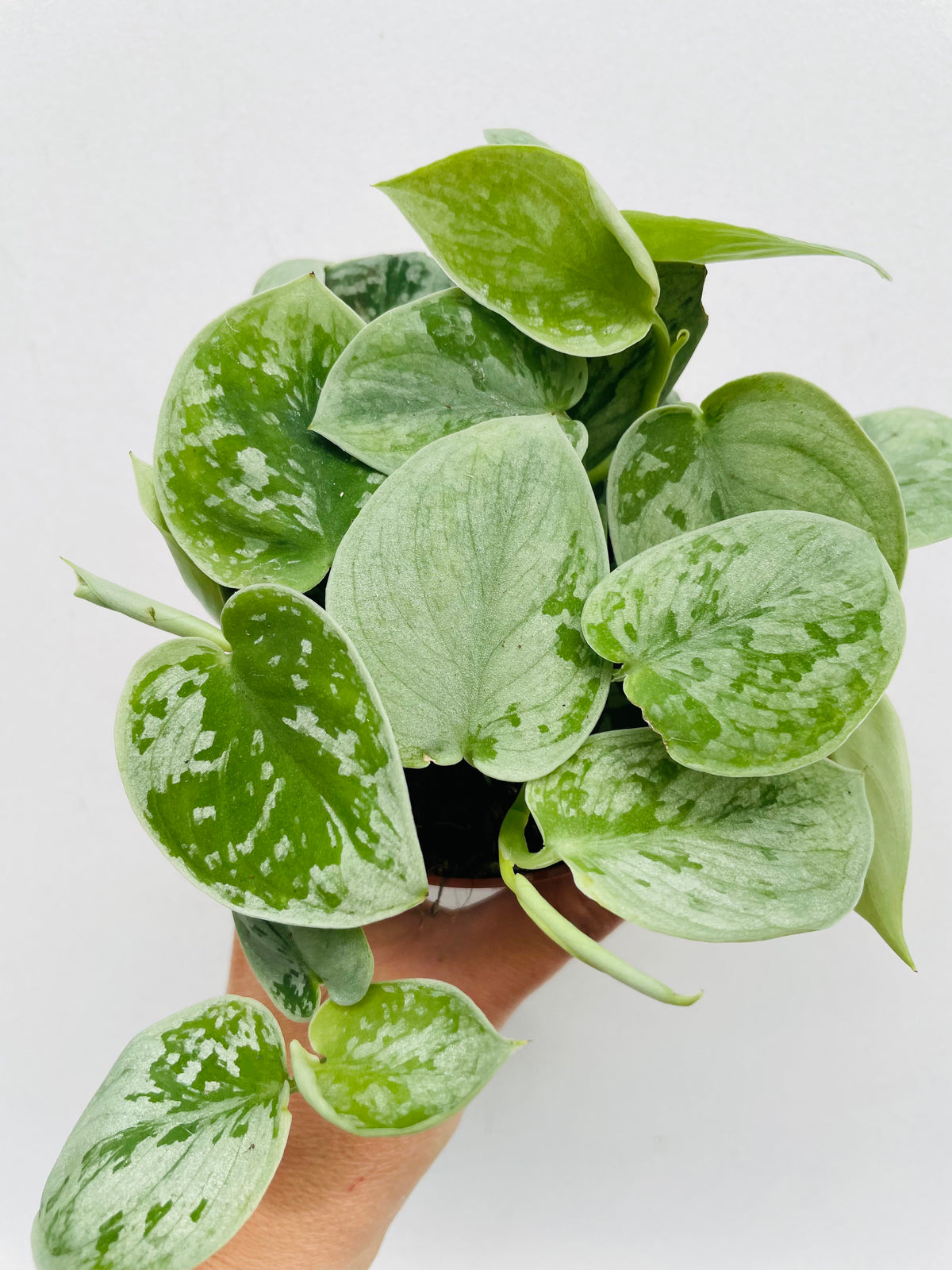 Bilde av Scindapsus ‘Silvery Ann’-Spanne Plantesalg