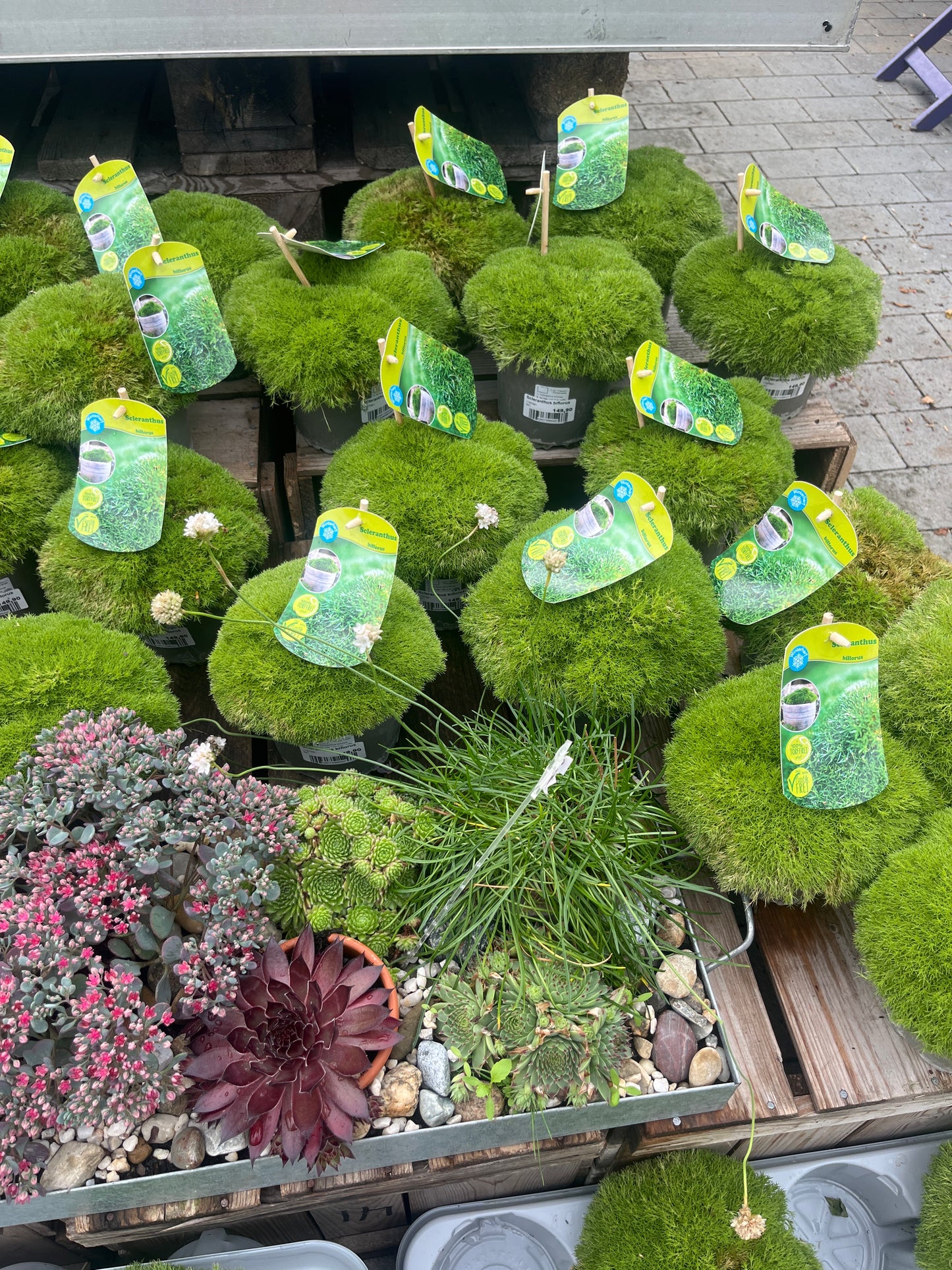 Bilde av Scleranthus biflorus-Spanne Plantesalg