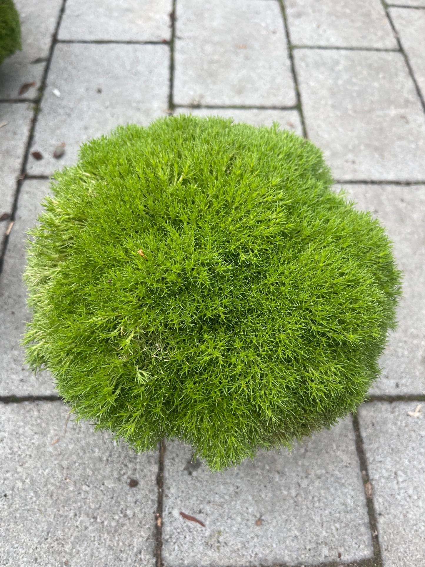 Bilde av Scleranthus biflorus-Spanne Plantesalg