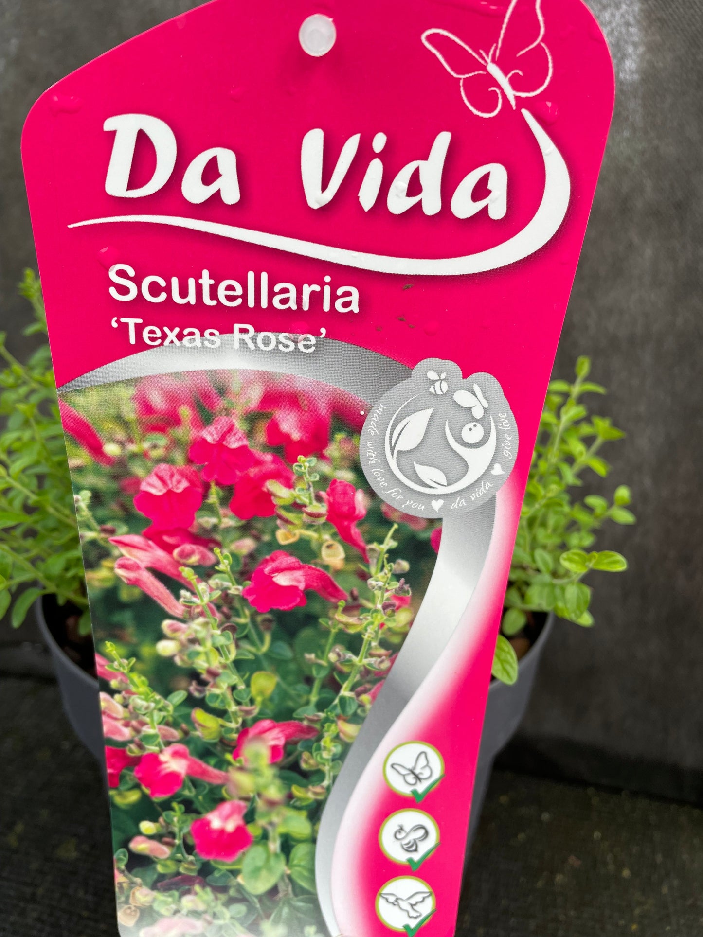 Bilde av Scutellaria suffr 'Texas Rose'-Spanne Plantesalg