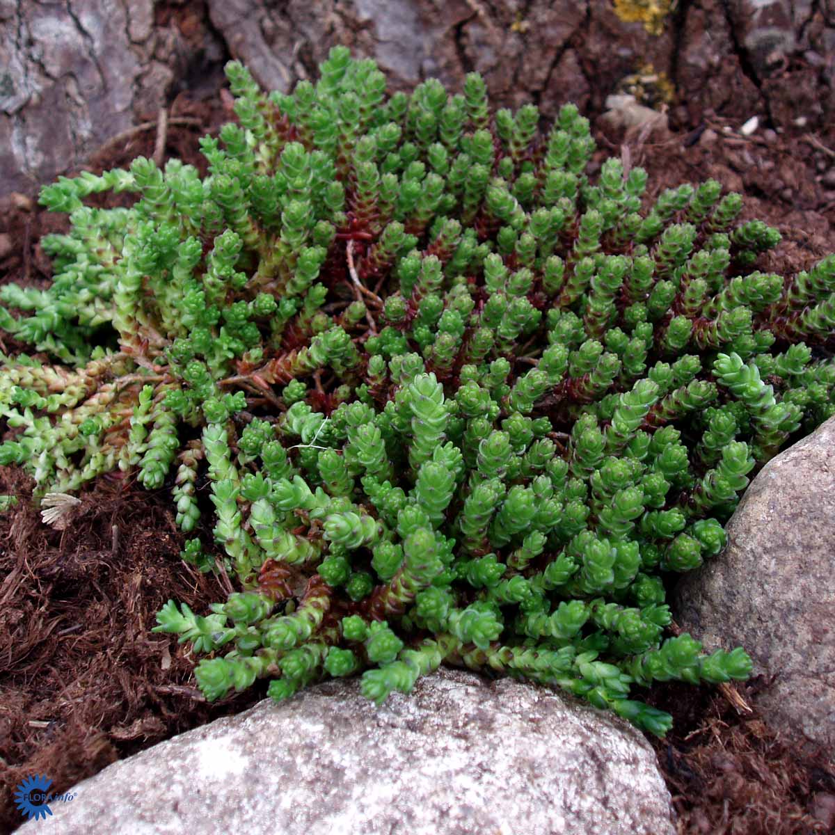Bilde av Sedum acre-Spanne Plantesalg
