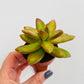 Bilde av Sedum adolphi-Spanne Plantesalg