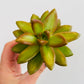 Bilde av Sedum adolphi-Spanne Plantesalg