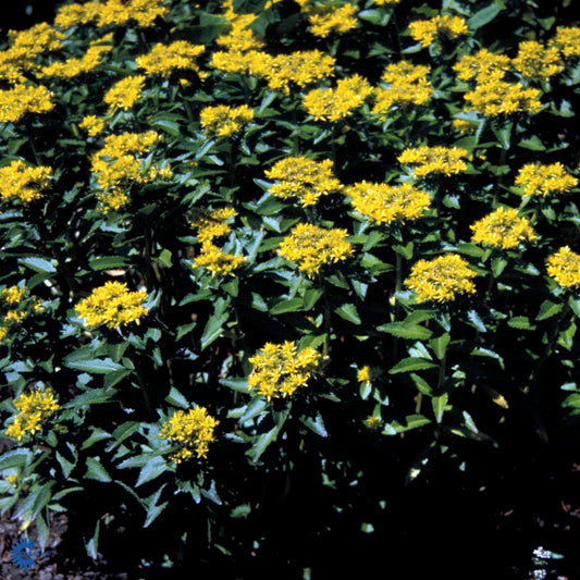 Bilde av Sedum aizoon-Spanne Plantesalg