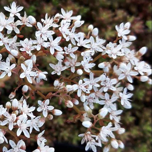 Bilde av Sedum album 'Coral Carpet'-Spanne Plantesalg