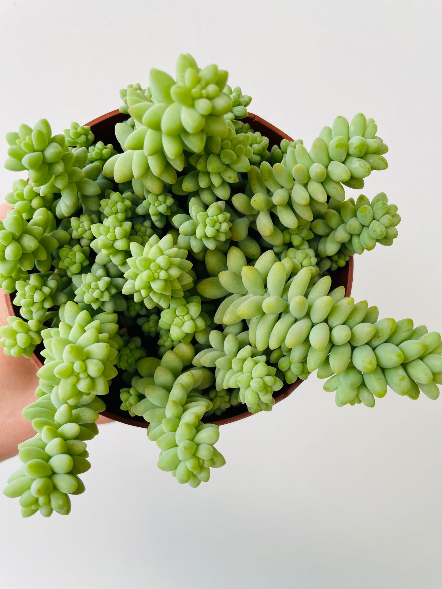 Bilde av Sedum ‘Burrito’-Spanne Plantesalg