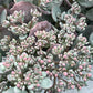 Bilde av SEDUM CAUTICOLA-Spanne Plantesalg