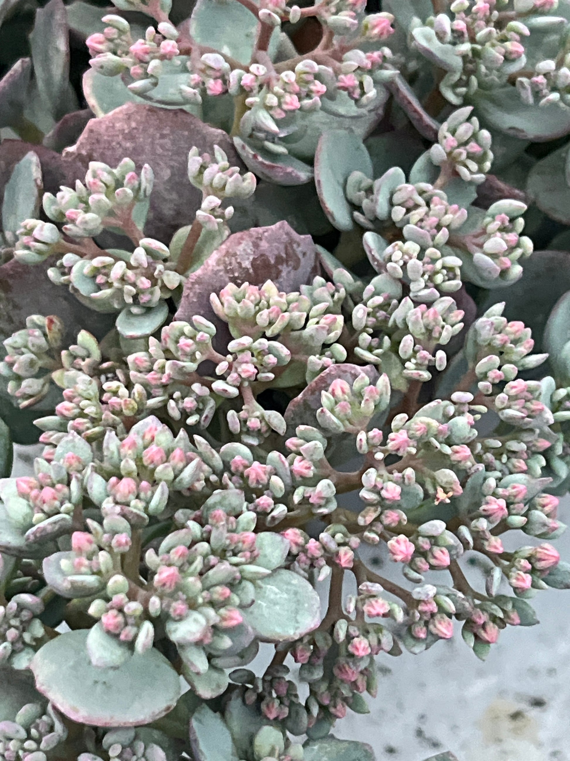 Bilde av SEDUM CAUTICOLA-Spanne Plantesalg