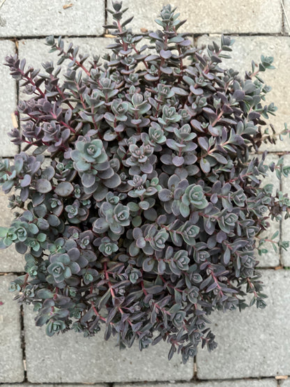 Bilde av Sedum cauticola 'Pink'-Spanne Plantesalg
